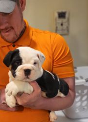 AkC English Bulldog puppy for sale 8 weeks old