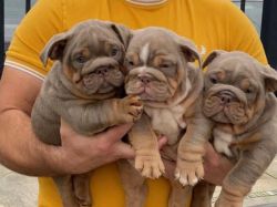 Amazing puppies for adoption