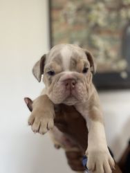 English bulldog puppies Lilac tri and Merle for sale