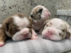 EnglishBulldog puppies