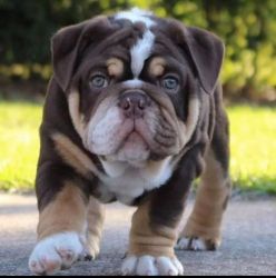 Top Quality English Bulldog Puppies Available