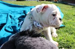 AkC Registered English Bulldogs for sale!!!!