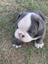 Male English Bulldog needs his forever home