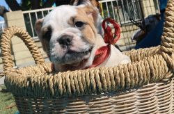AKC Registered Champion Platinum English Bulldog Puppy for Sale!!!!