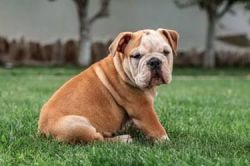 Show quality English Bulldog puppies available for sale