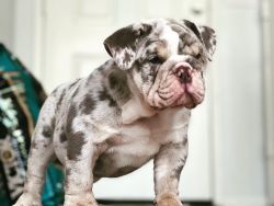 Lilac Tri Merle English bulldog Puppy