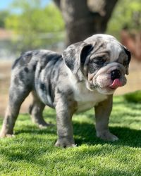3 male tri merle English puppies looking for furrever home