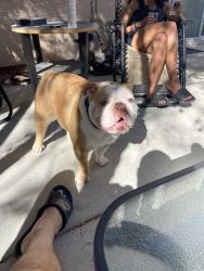 English Bulldog looking for forever home