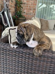 English Bulldog male 8 weeks old ready for him new home