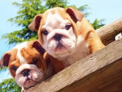English bulldog puppies,