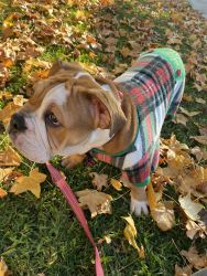 English Bulldog Looking For New Home