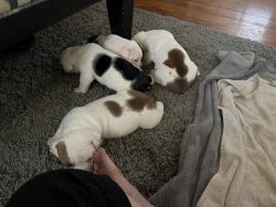 Two bulldog puppies for sale