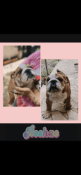 2 English Bulldog Puppies for sale