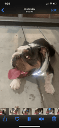 Looking for a home for 16month English Bulldog