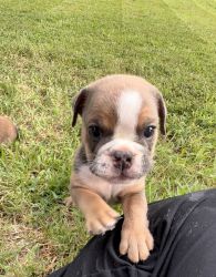 AKC registered English bulldog puppies for sale