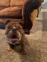 Have a 10 month old bully very playful looking to find a home