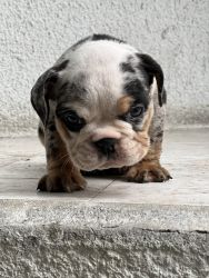 Rare Merle English Bulldog Puppy - San Diego