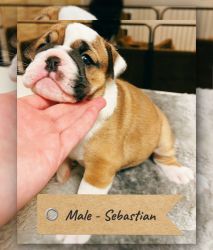 English Bulldog Puppies Ready For New Adventures