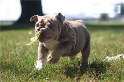 Super Adorable English Bulldog Puppies for adoption
