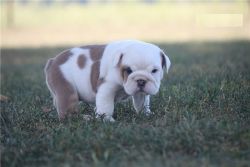 Quality English Bulldog Puppies for adoption or sale