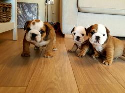 Beautiful AKC englishbulldog puppies for sale