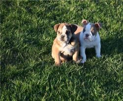 Awesome English Bullies Available