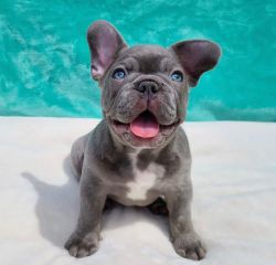 French Bulldog puppies for sale