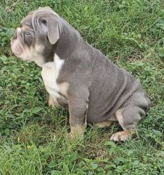 Selling Akc English bulldogs with rights