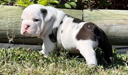 male and Female English Bulldog Puppies available