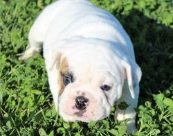 super spunky and absolutely adorable Mini English Bulldog puppy