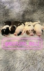 English bulldog puppies with papers