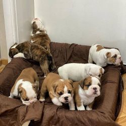 English Bull puppies for sale