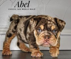 Abel**Chocolate Tan Merle