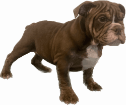 AKC Registered Micro English Bulldog Puppies