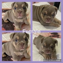 EXCELLENT Quality ENGLISH bulldog PUPPIES!!!!!!!!!