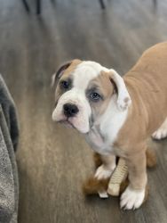 English + Olde English Bulldog puppies for sell!!