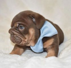 English bull puppy for sale