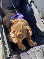 English Bulldog 2 month old in need of a home