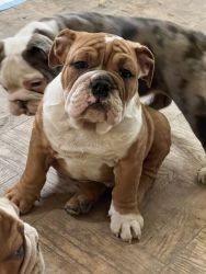 Handsome Tri color 12 week old English bulldog puppy