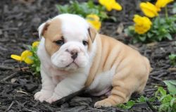We are proud to announce our English bulldog mama has given birth
