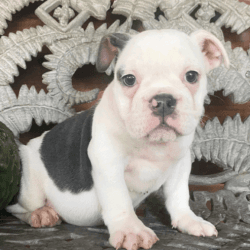 Male and Female English bulldog puppies available