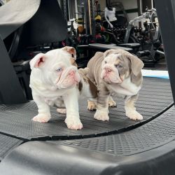 Potty/home trained english bulldog puppies available