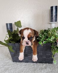 English Bulldog puppies up-to-date on all vaccines and worming