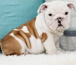 Pure Breed English Bulldog puppies for sale