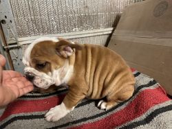 English Bulldog pups for sale