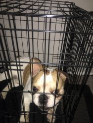For sale English bulldog need a good home house trained great with ki!