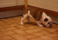​MALE AND FEMALE ENGLISH BULLDOG FOR LOOKING FOR A FOREVER HOME