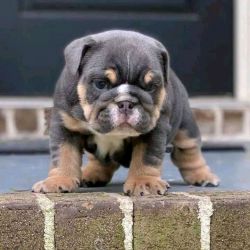 English bull dog puppies available