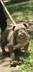 English Bulldog AKC reg 13 month male