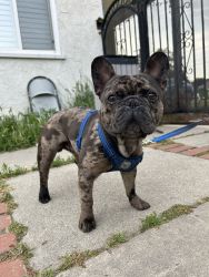Rehoming Male Merle Frenchie
